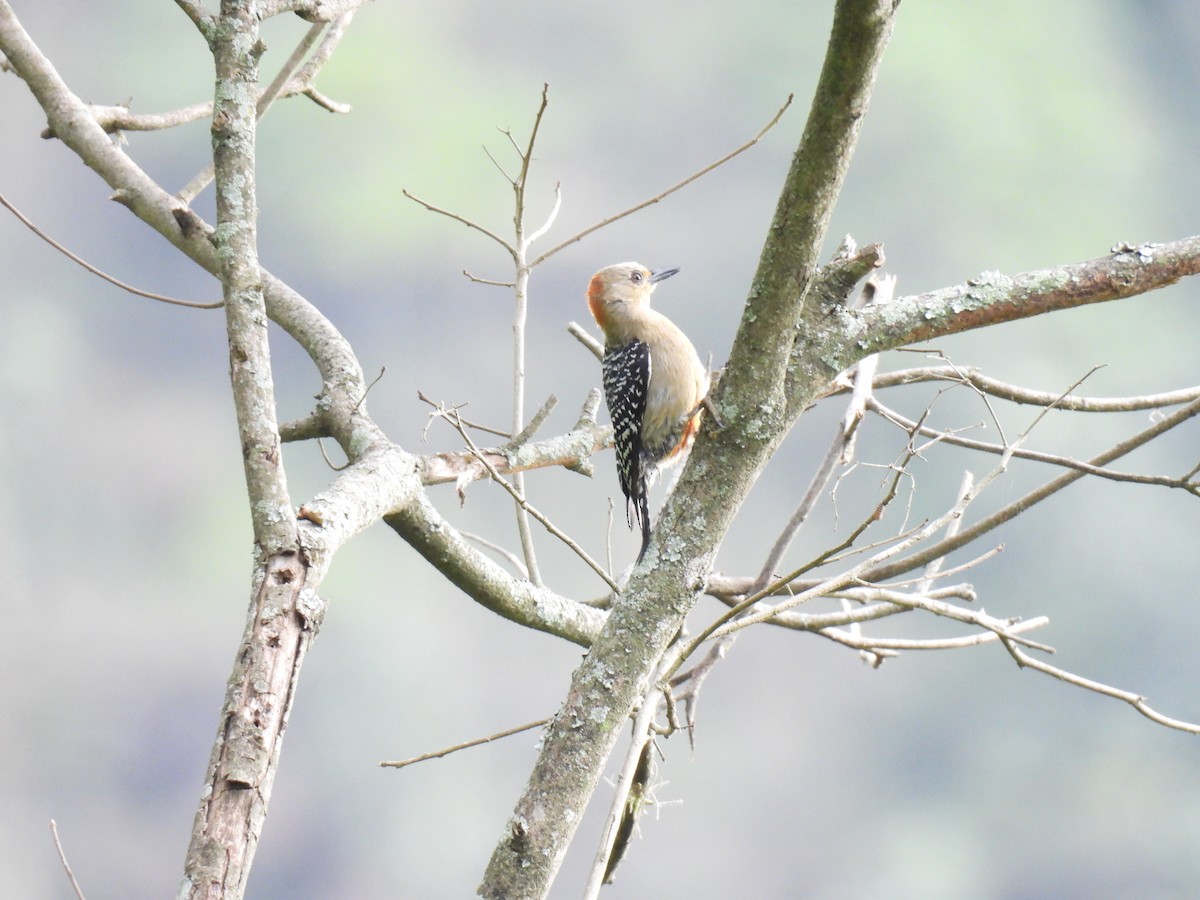Red-crowned Woodpecker - ML646416410
