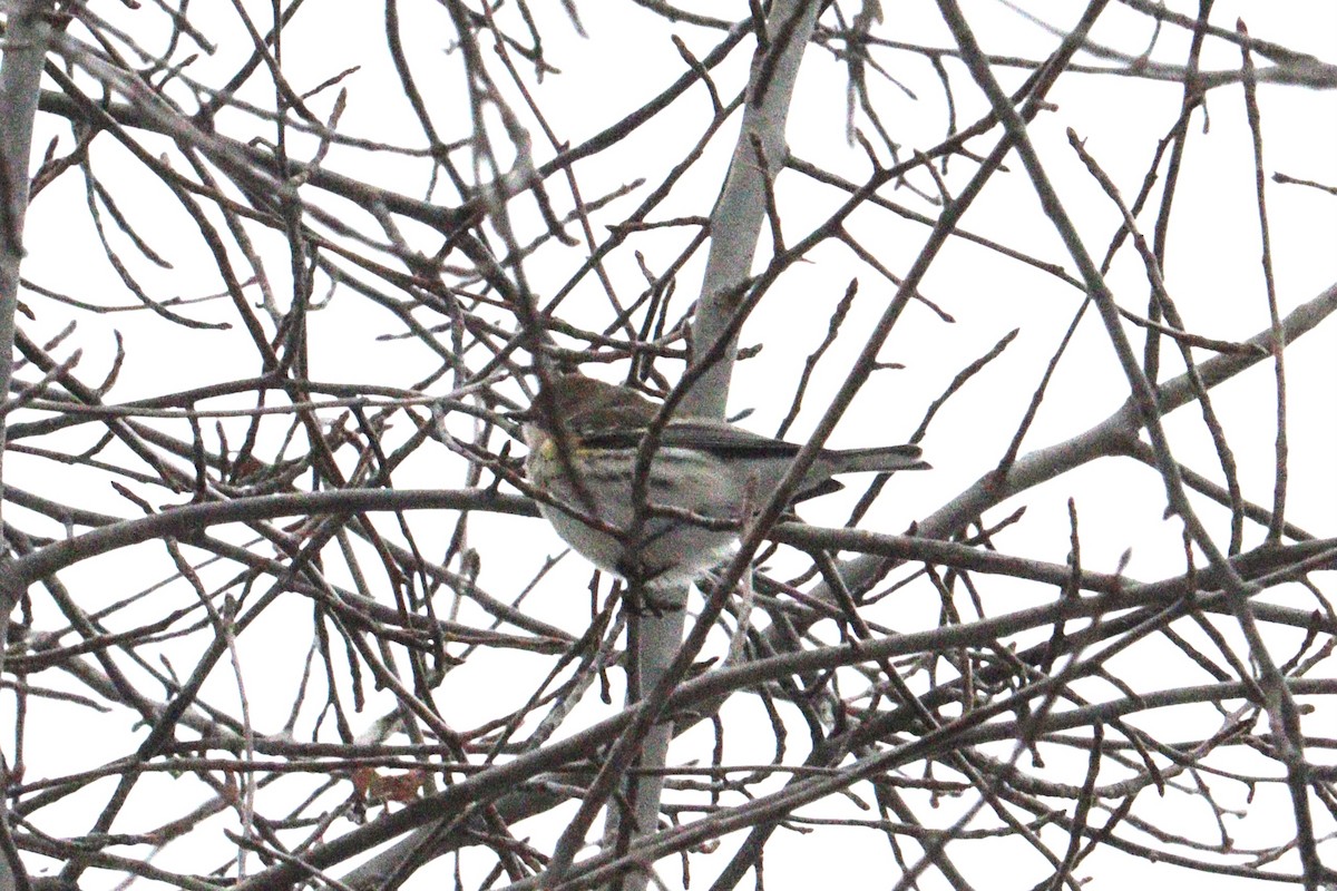 Yellow-rumped Warbler - ML646416411