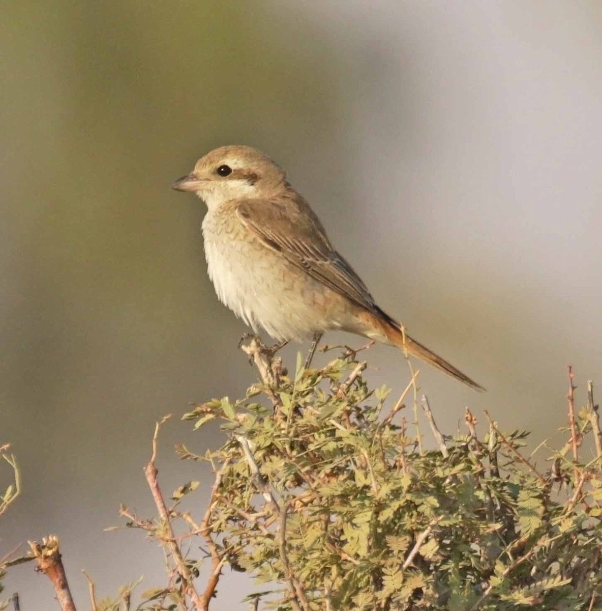 Isabelline Shrike - ML646416412