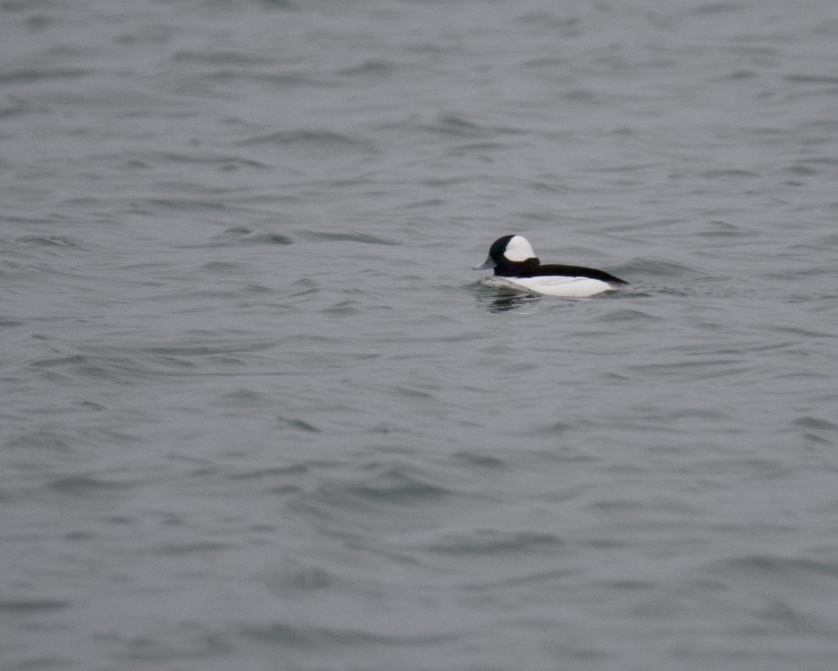 Bufflehead - ML646416413