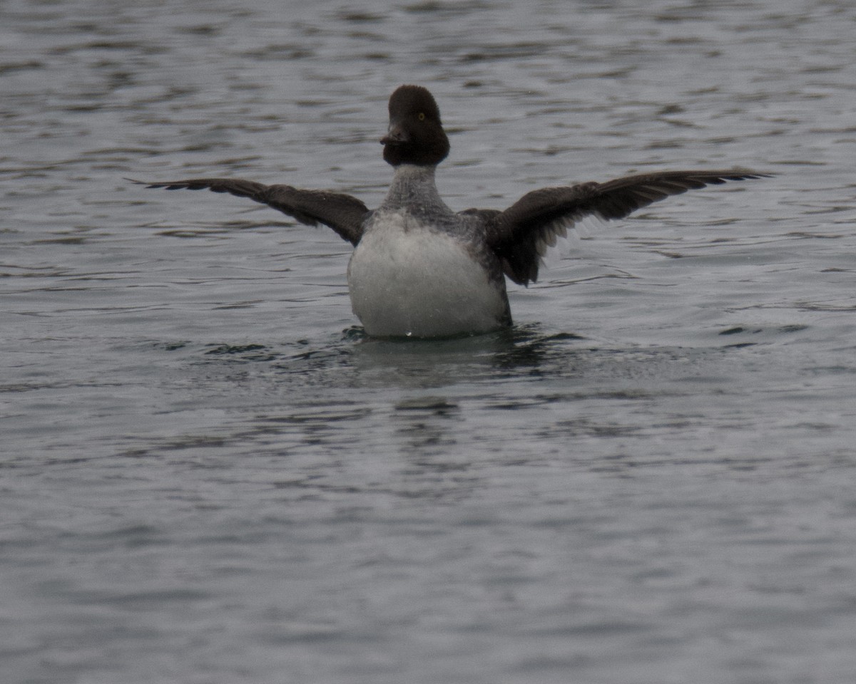 Common Goldeneye - ML646416415