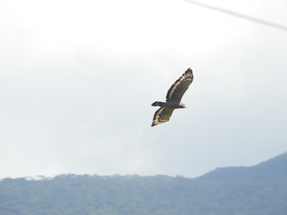 Crested Serpent-Eagle - ML646416417