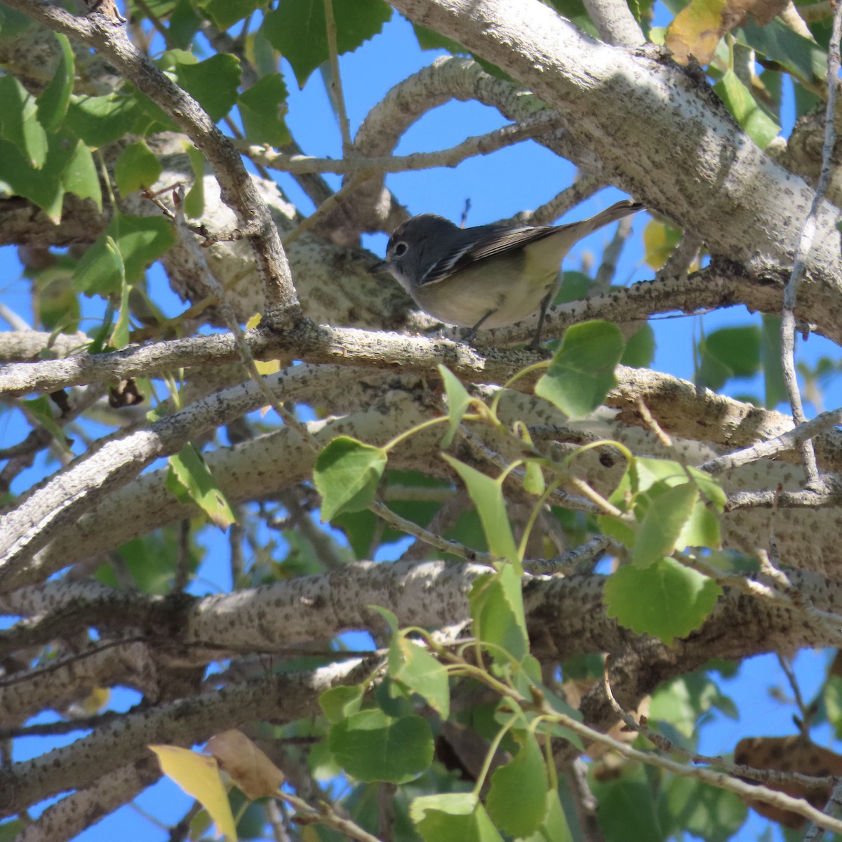 Plumbeous Vireo - ML646416421