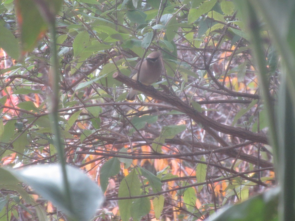 Cedar Waxwing - ML646416422
