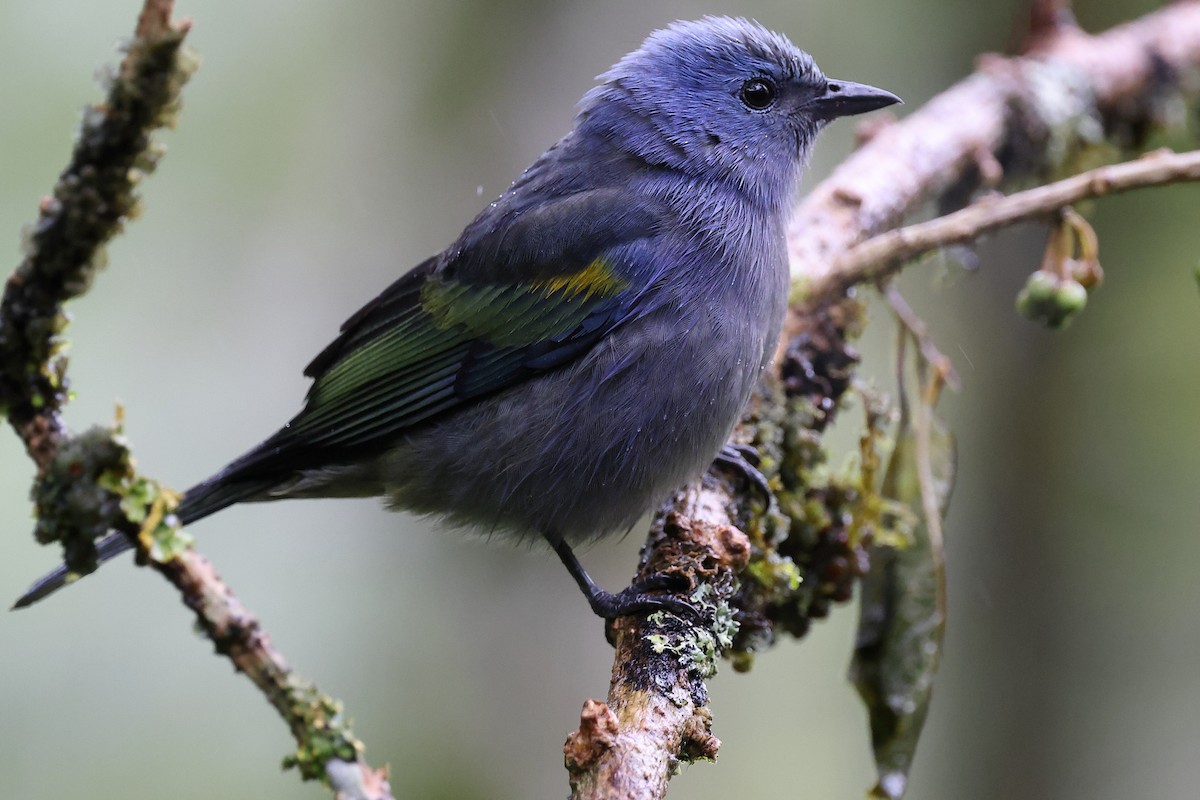 Tangara orné - ML646416423