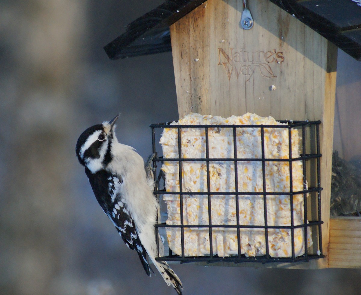 Downy Woodpecker - ML646416424