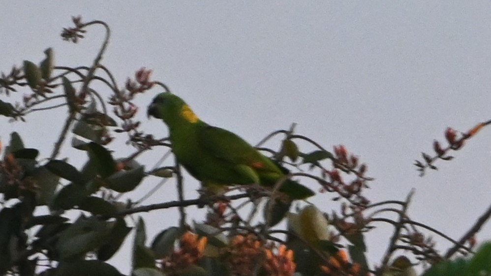 amazoňan žlutošíjný - ML646416425