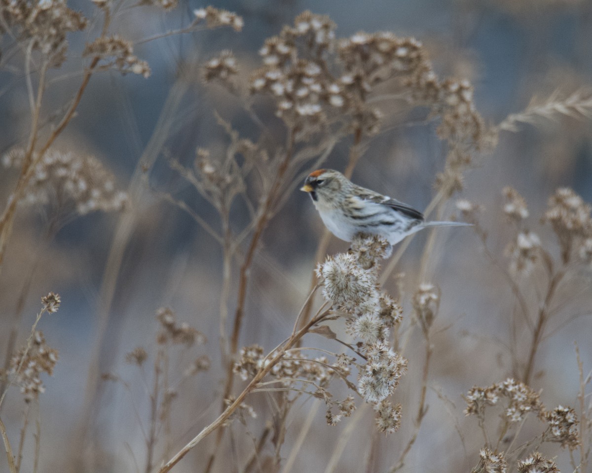 Redpoll - ML646416427
