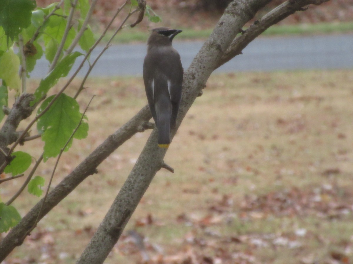 Cedar Waxwing - ML646416430
