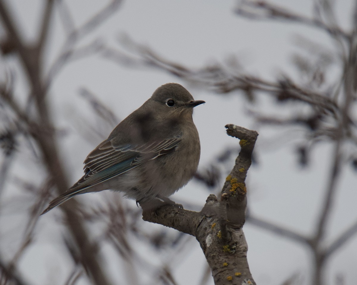 Mountain Bluebird - ML646416431