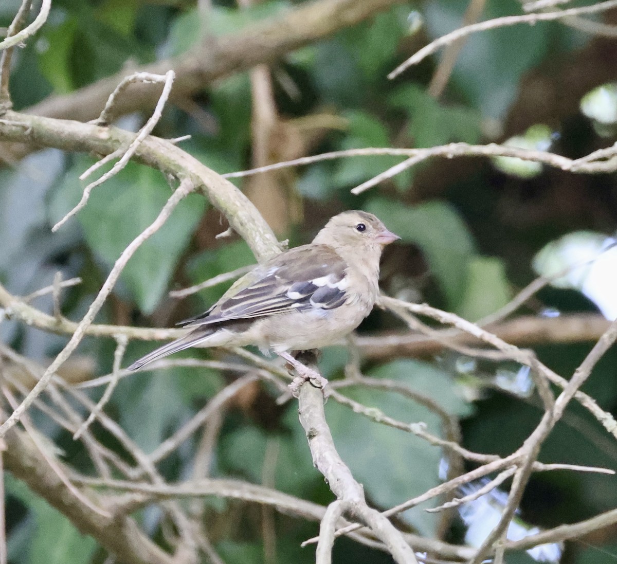 Common Chaffinch - ML646416433