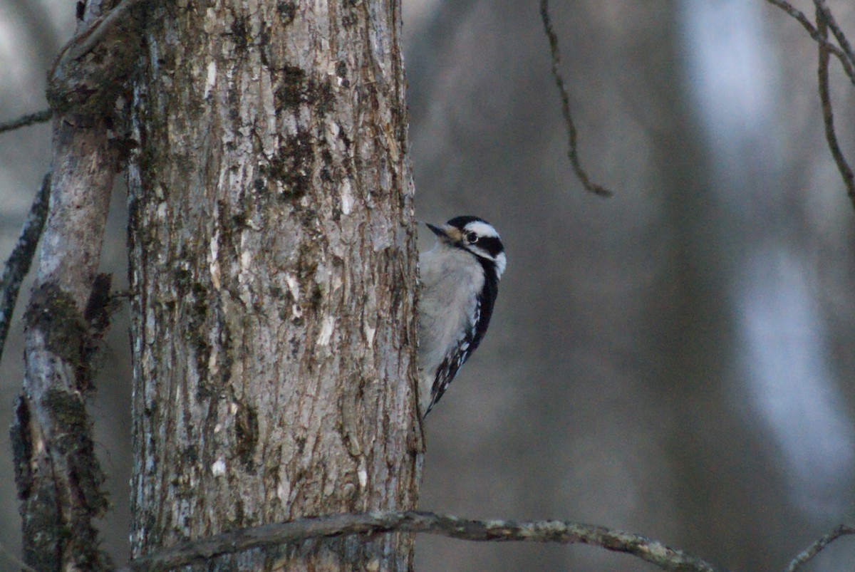 Downy Woodpecker - ML646416435