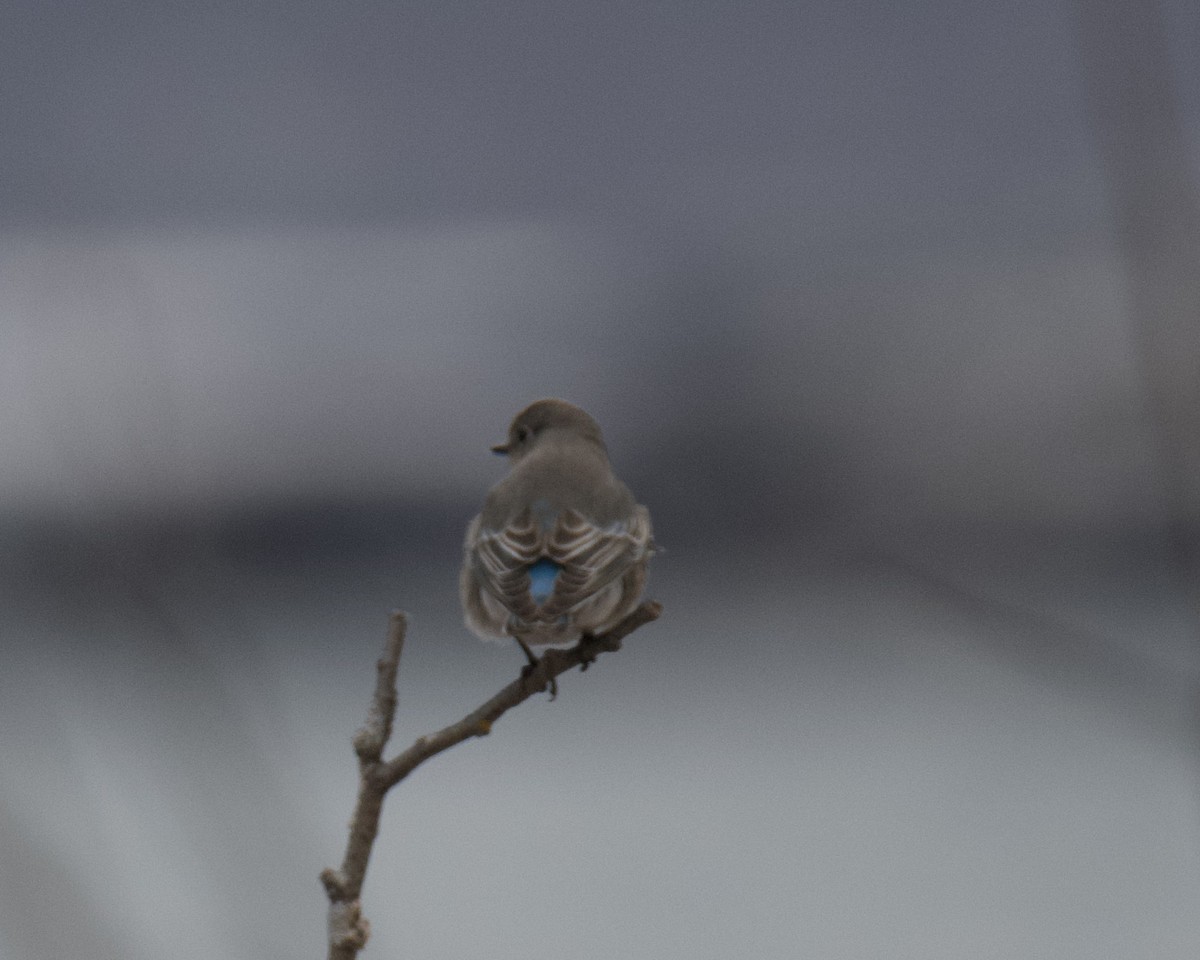Mountain Bluebird - ML646416438