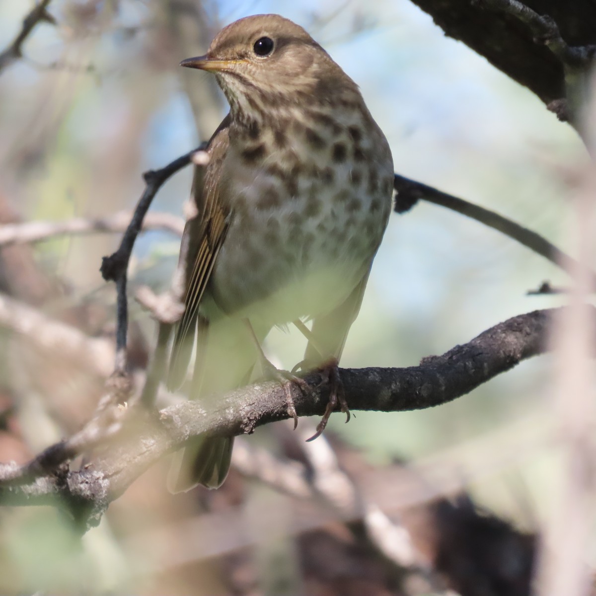 Hermit Thrush - ML646416439