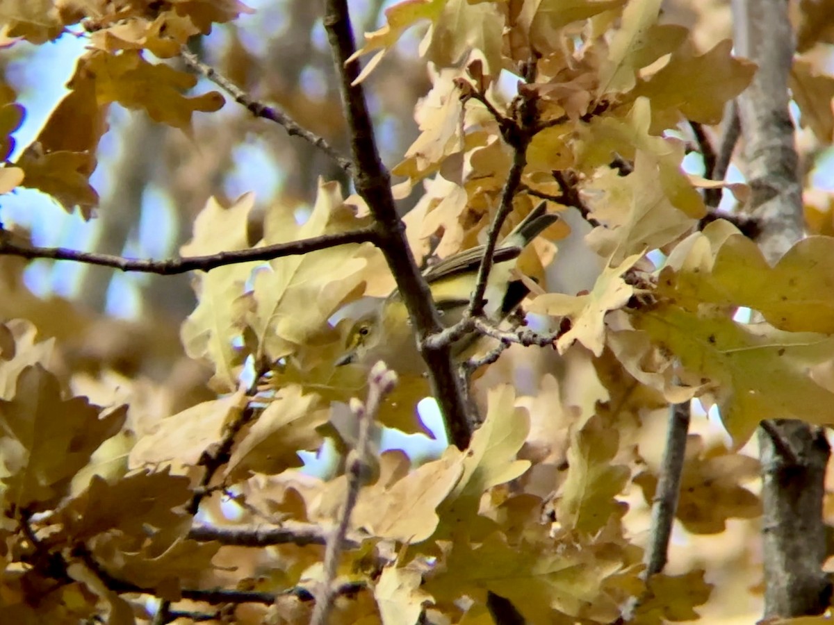 White-eyed Vireo - ML646416441