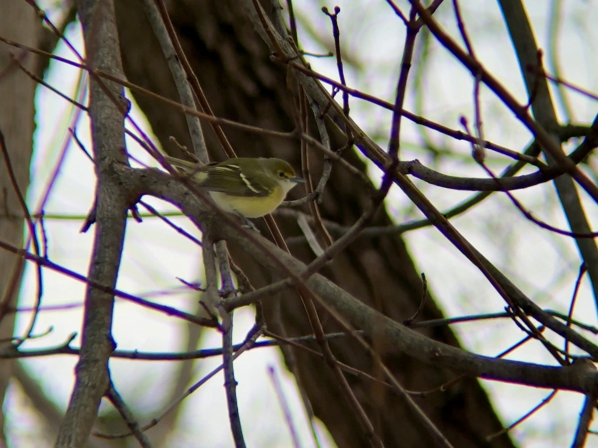 White-eyed Vireo - ML646416442