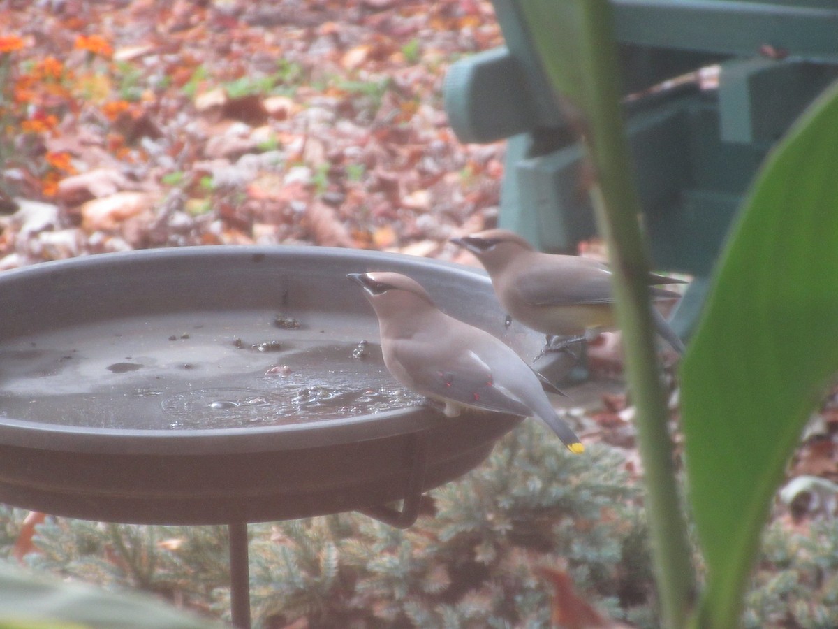Cedar Waxwing - ML646416444