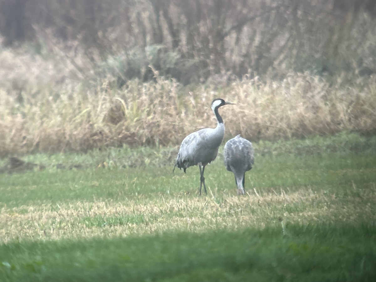 Kranich - ML646416445