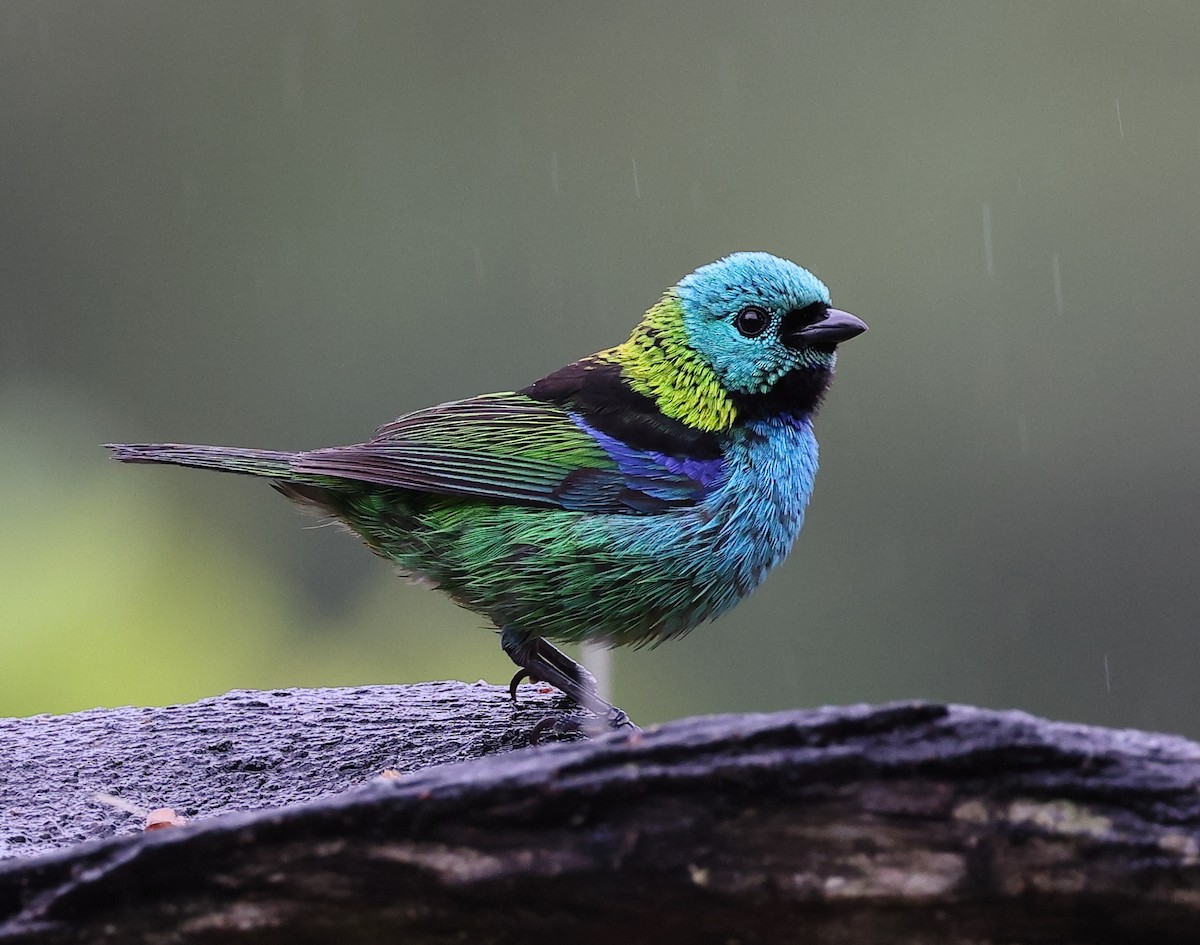 Calliste à tête verte - ML646416446