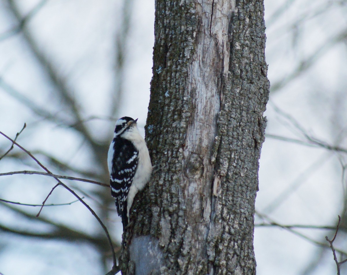 Downy Woodpecker - ML646416447