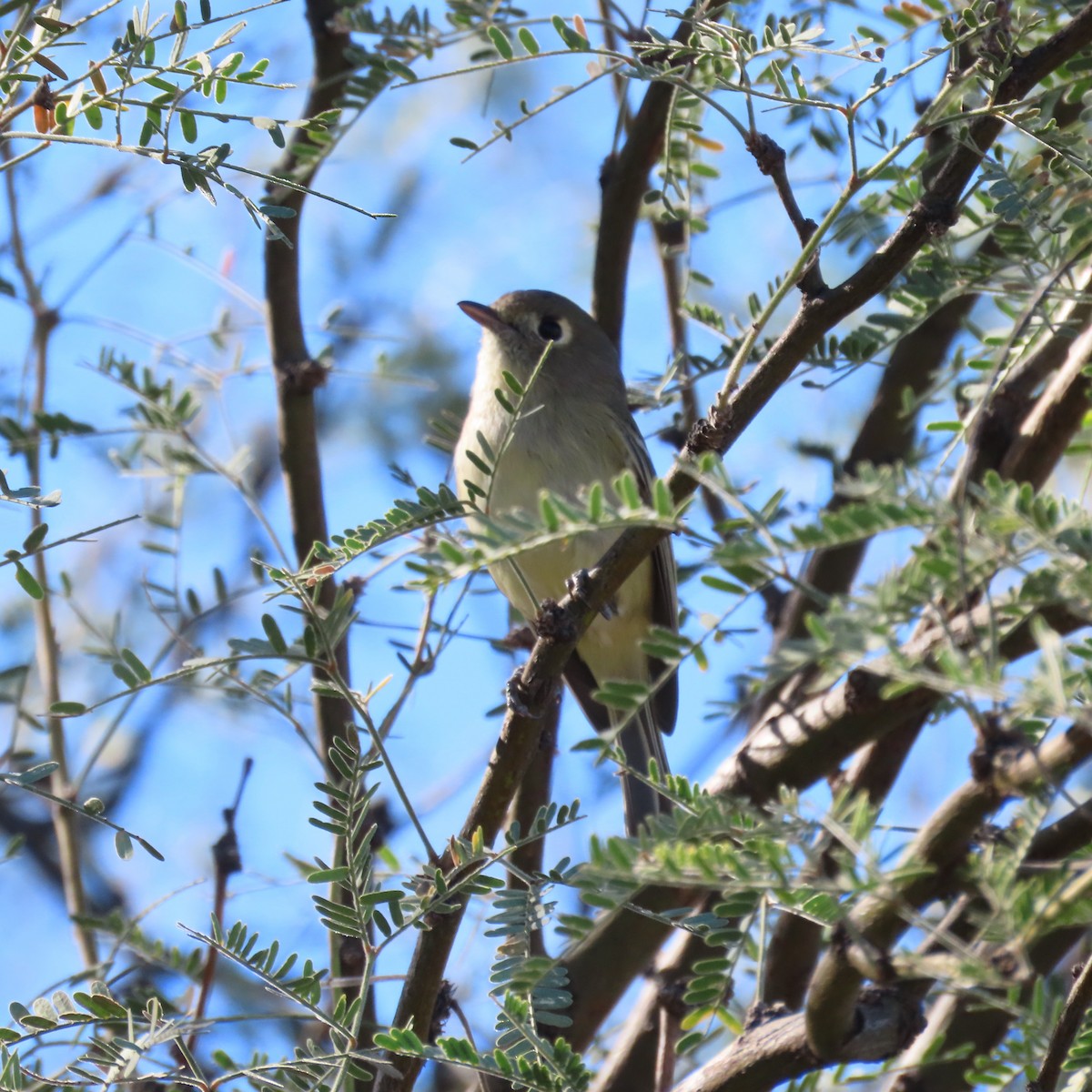 Hutton's Vireo - ML646416448