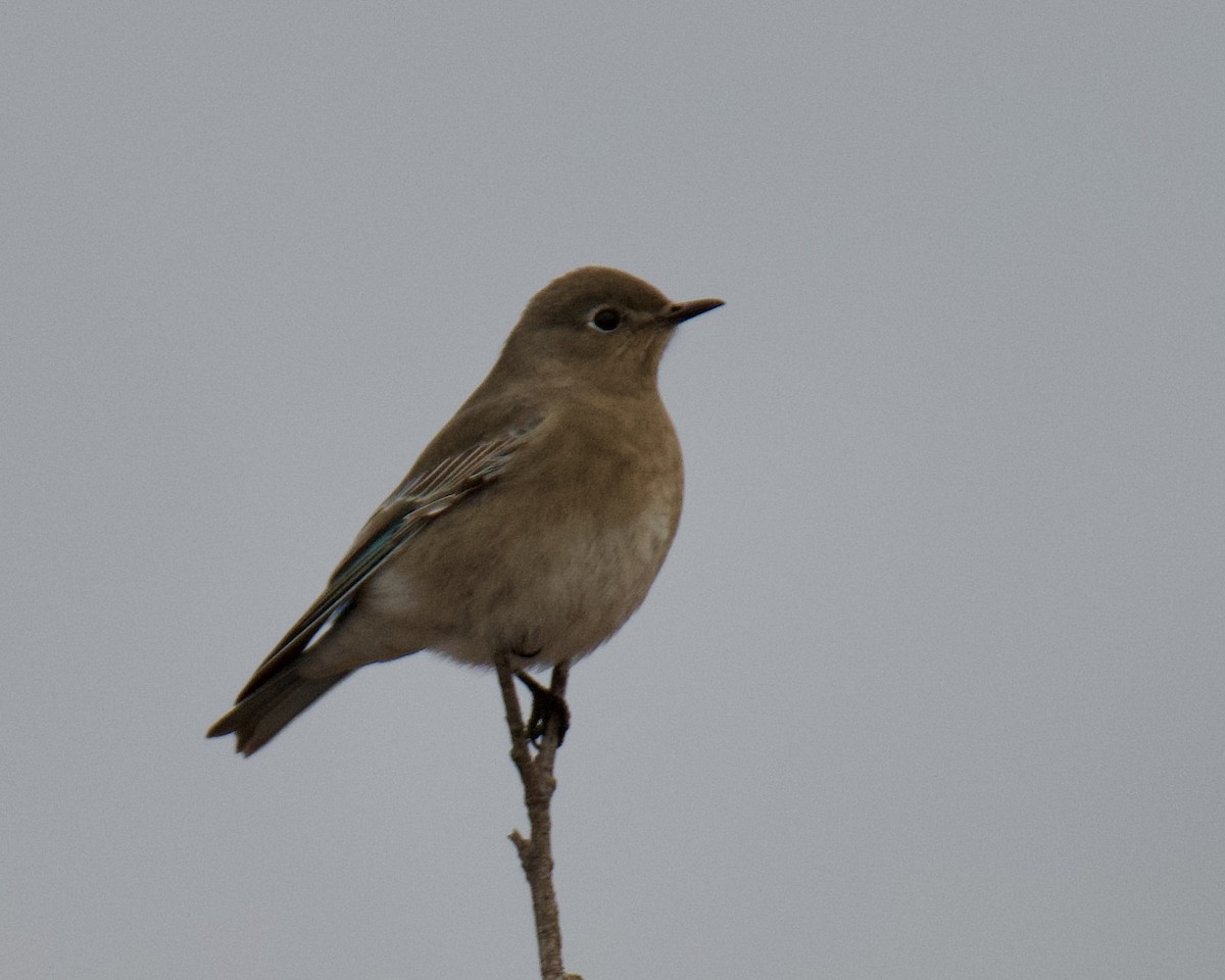 Mountain Bluebird - ML646416449
