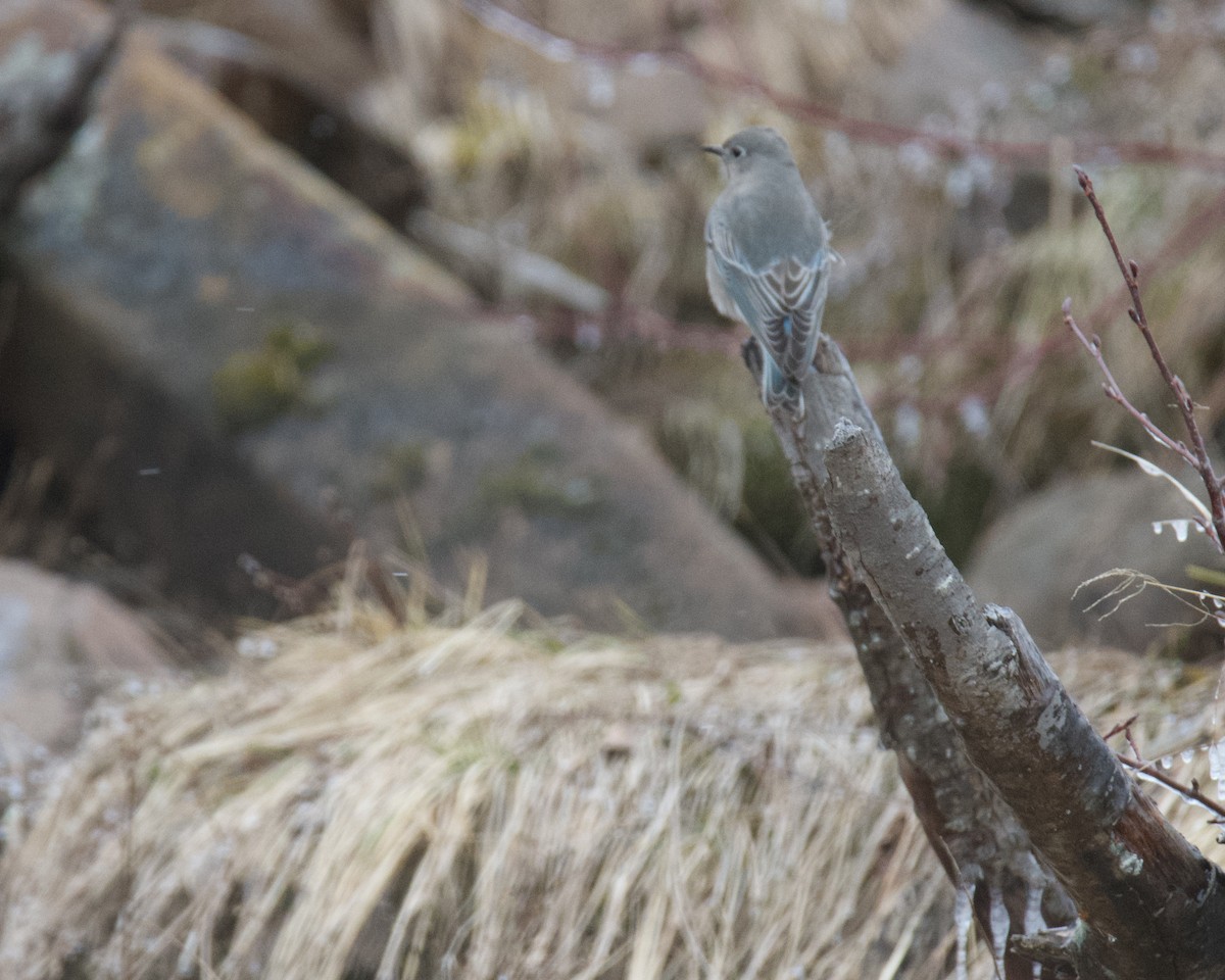 Mountain Bluebird - ML646416451