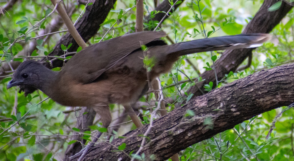 čačalaka obecná - ML646416452