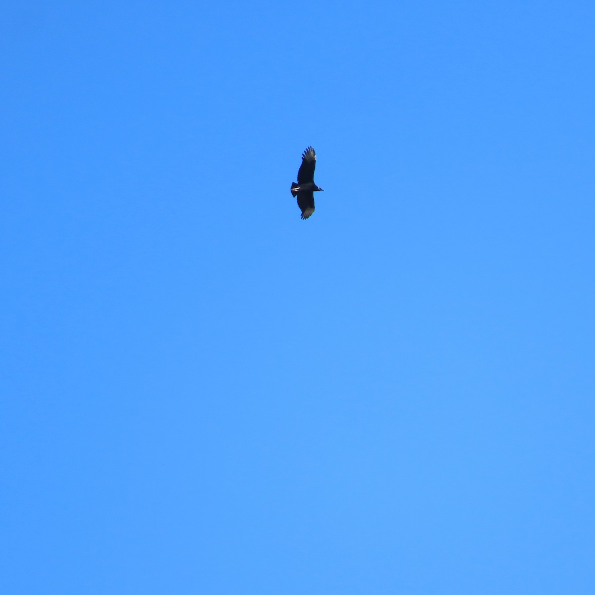 Rabengeier - ML646416453