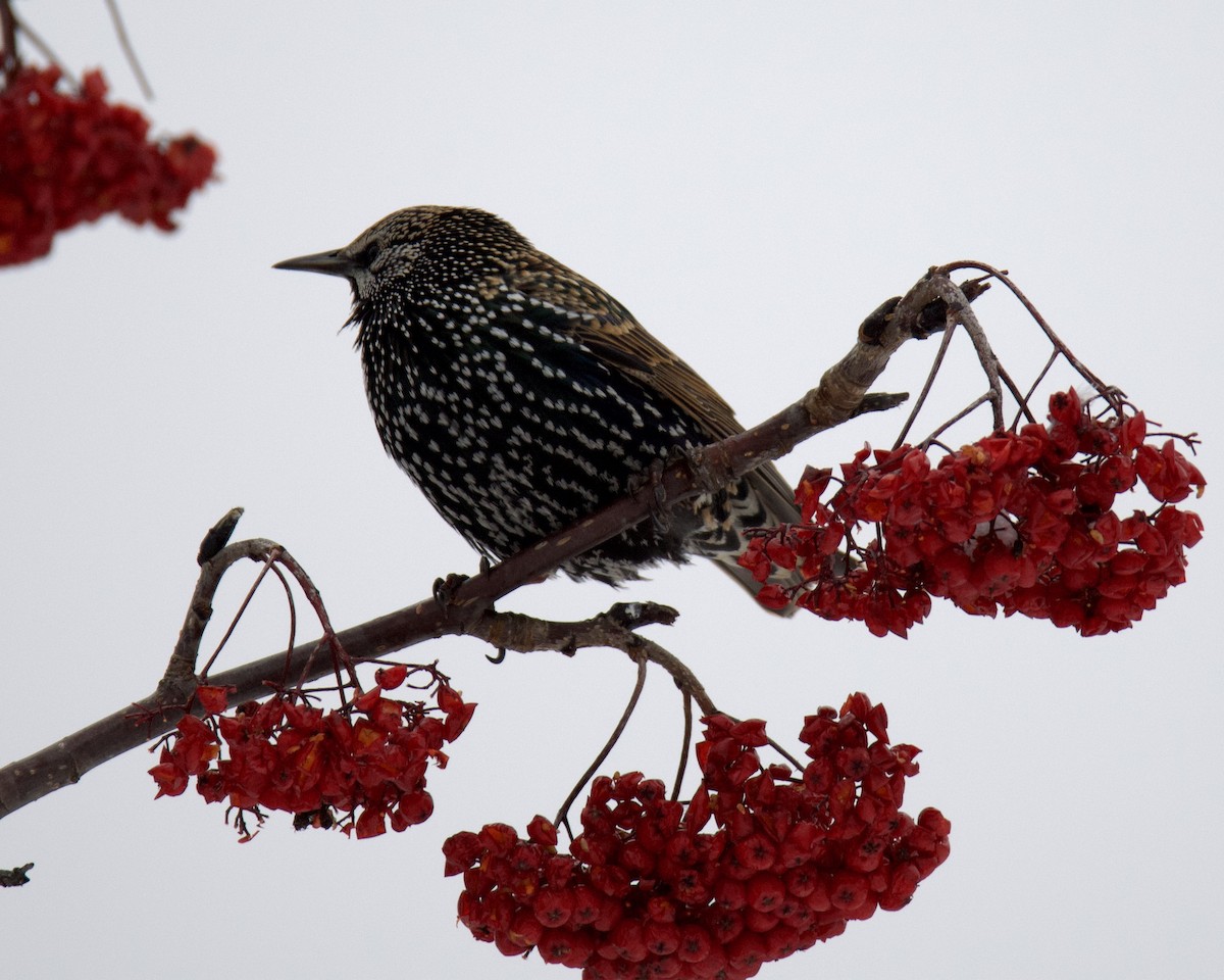 European Starling - ML646416454