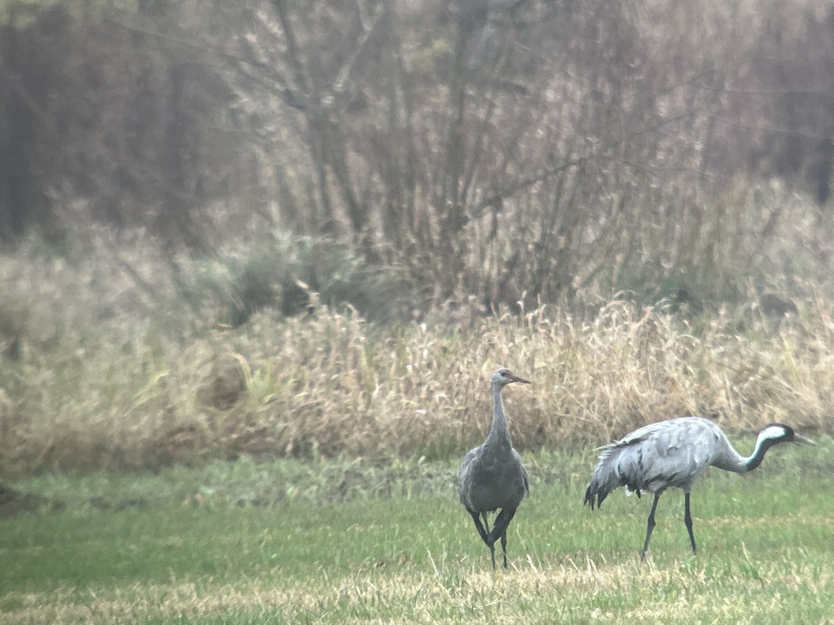 Kanadakranich - ML646416457