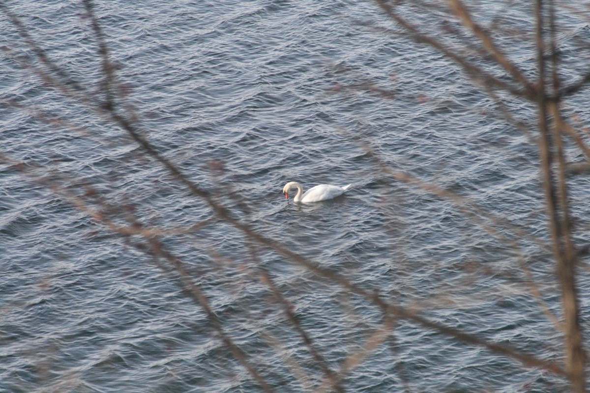 Mute Swan - ML646416458