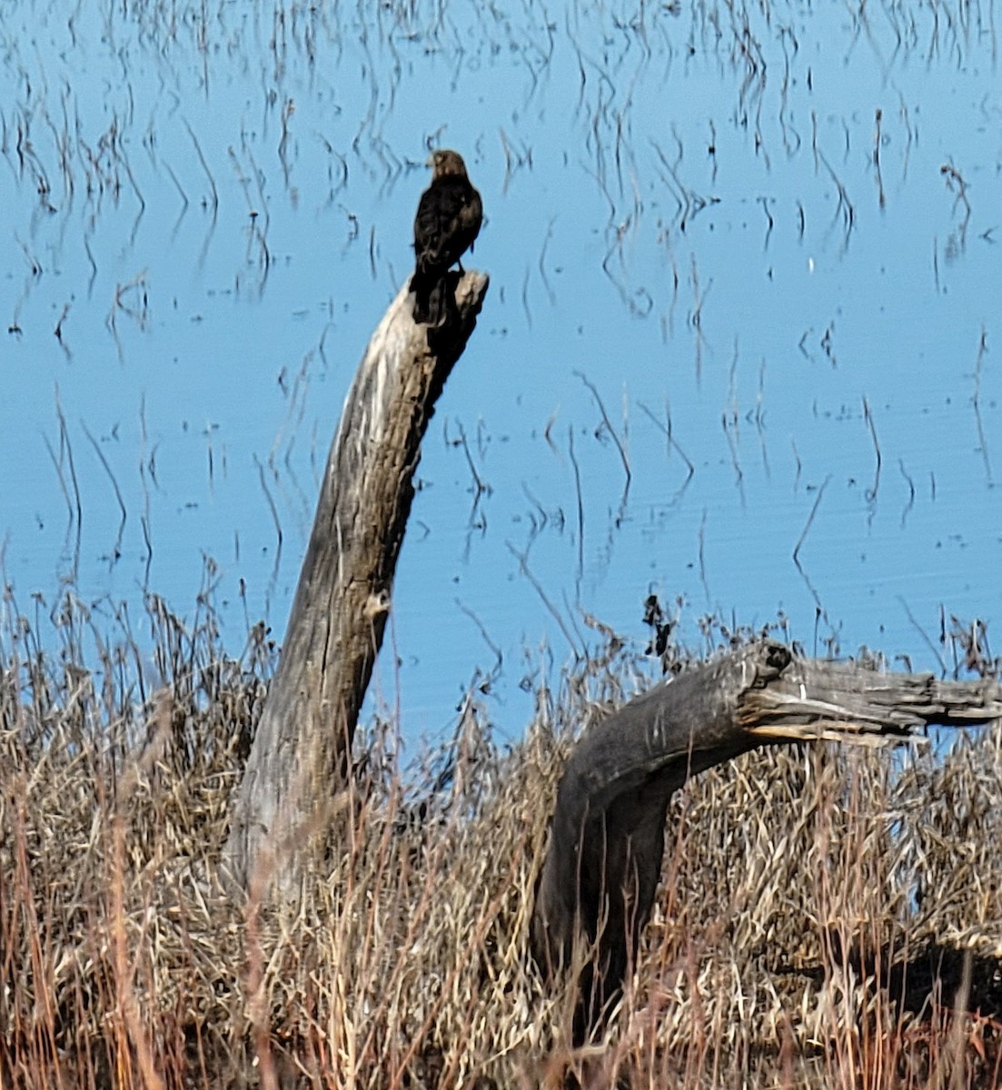 Northern Harrier - ML646416459