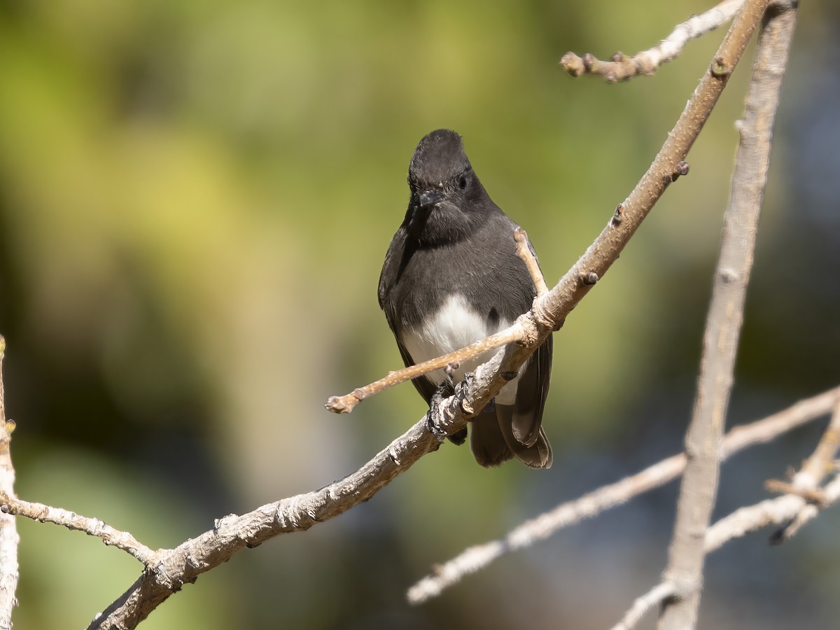 Black Phoebe - ML646416460