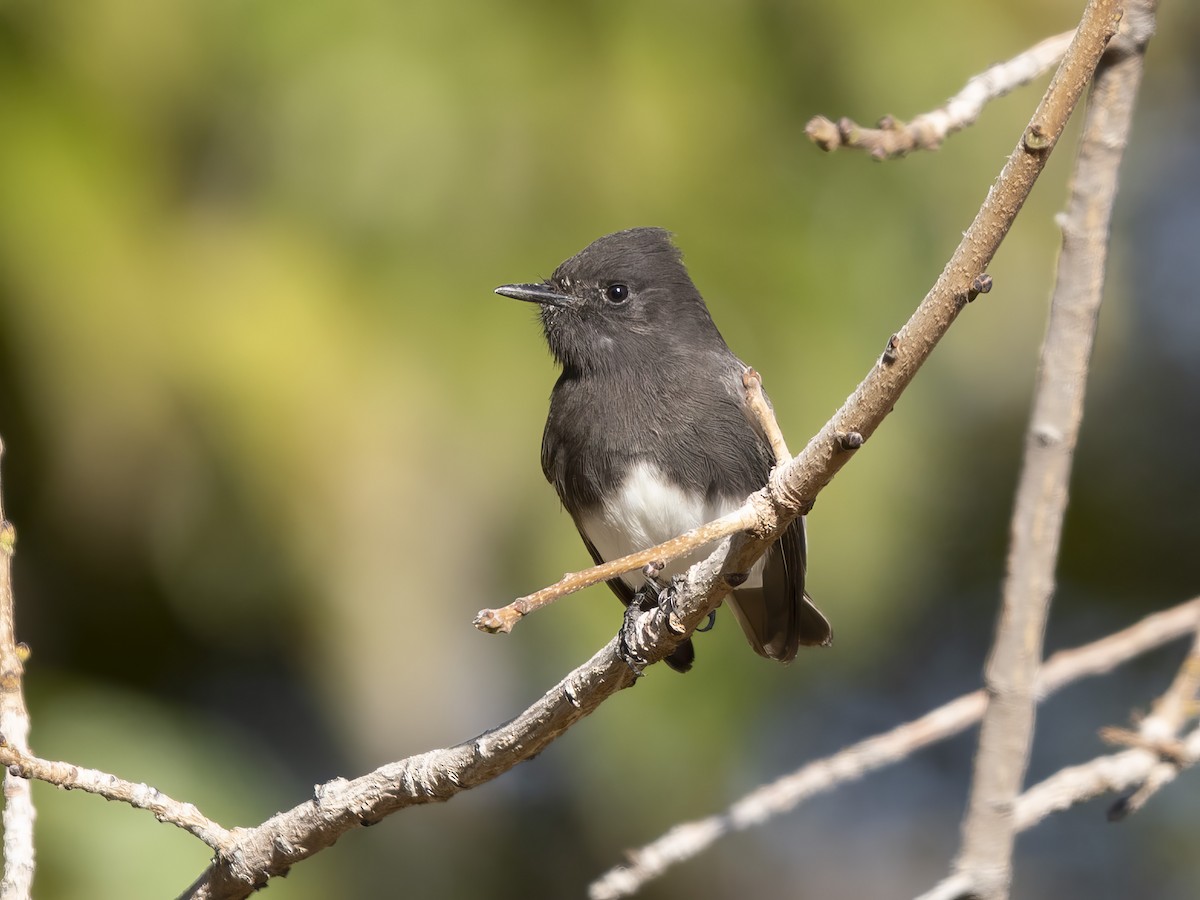 Black Phoebe - ML646416461