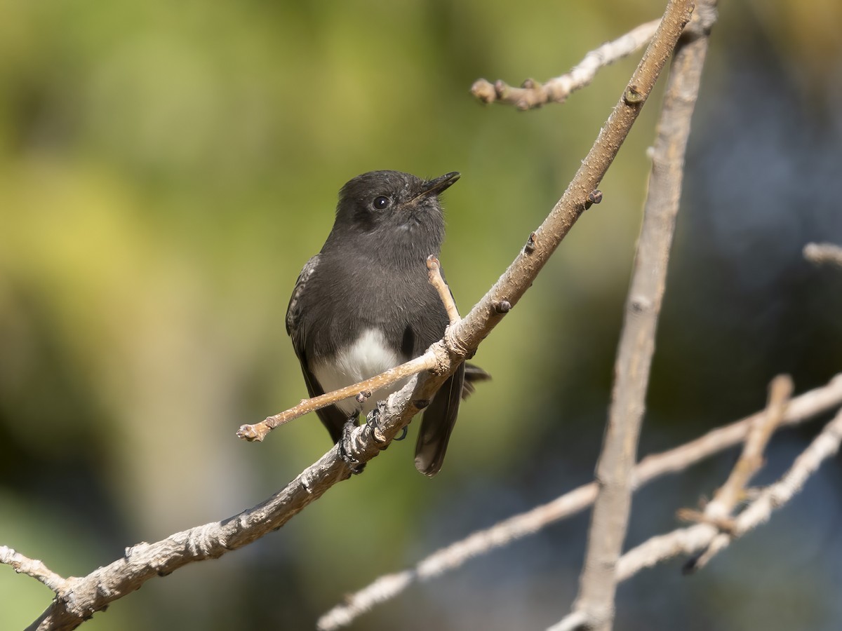 Black Phoebe - ML646416462