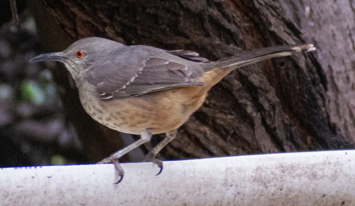 drozdec skvrnitoprsý - ML646416463