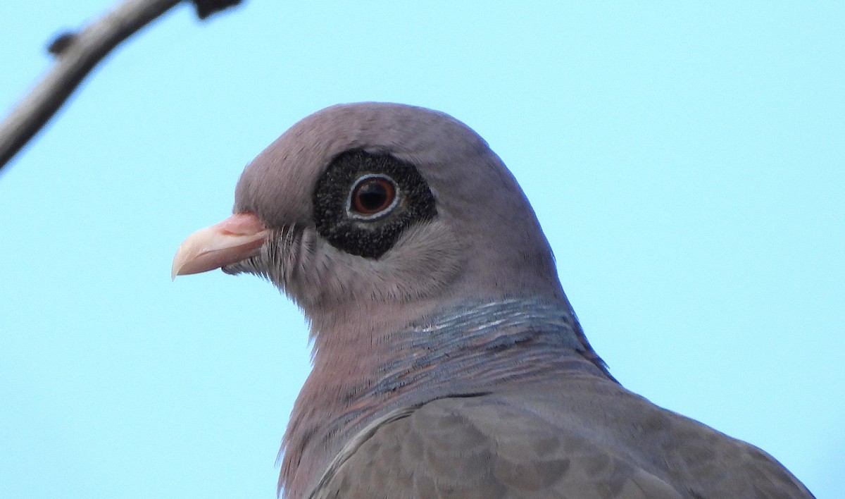 Bare-eyed Pigeon - ML646416465