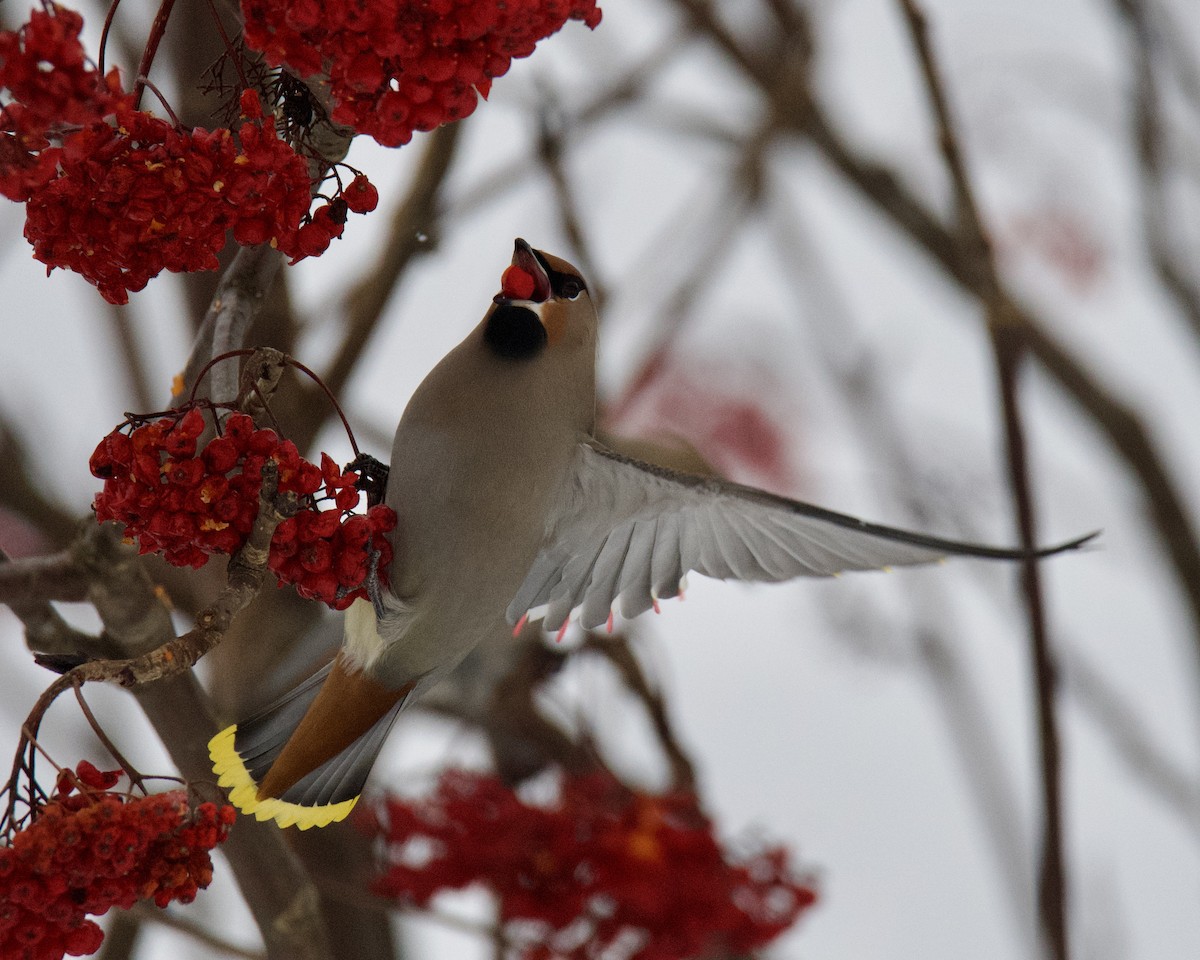 Bohemian Waxwing - ML646416467