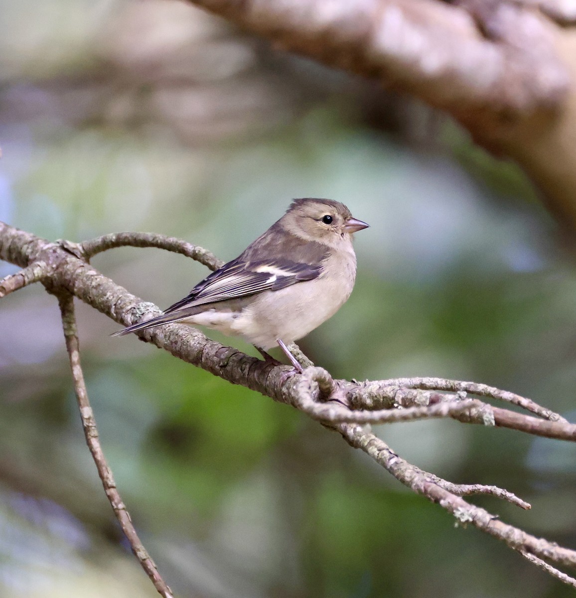 Common Chaffinch - ML646416468