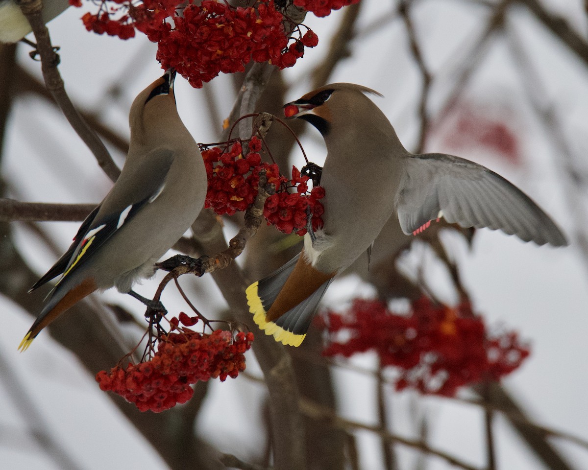 Bohemian Waxwing - ML646416469