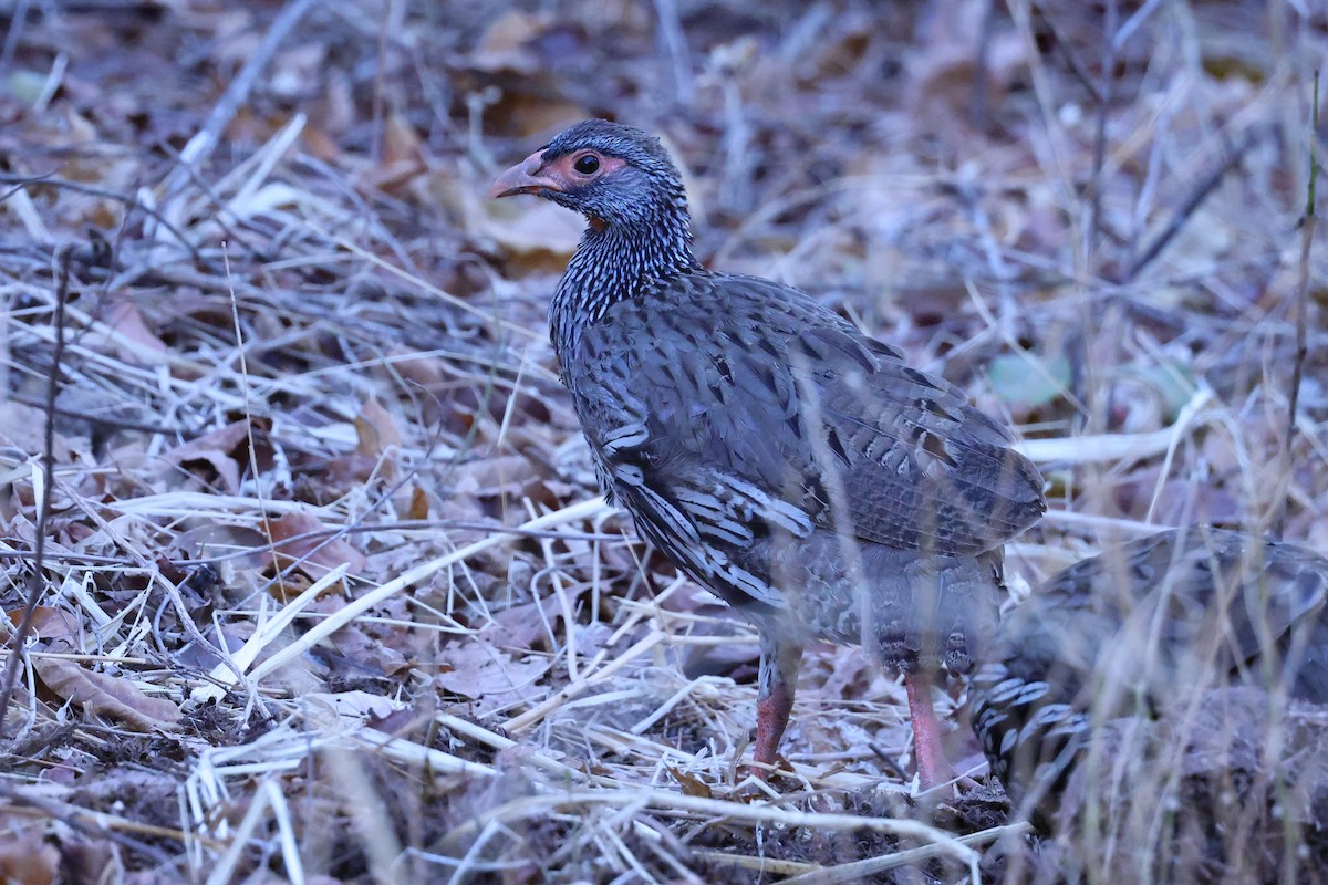 Red-necked Spurfowl - ML646416470
