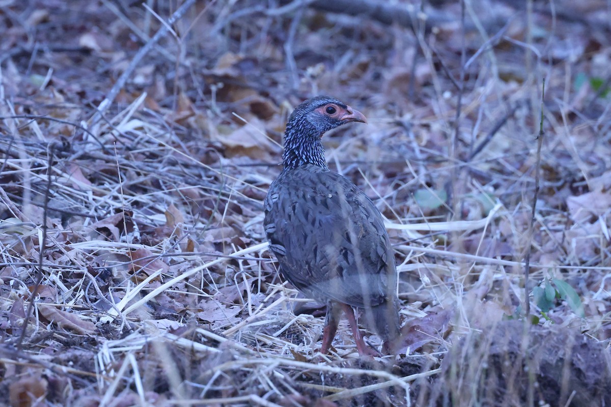 Red-necked Spurfowl - ML646416471
