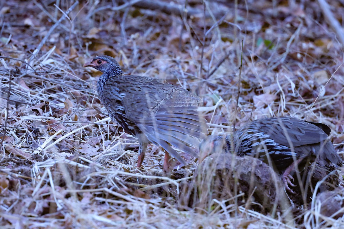 Red-necked Spurfowl - ML646416473