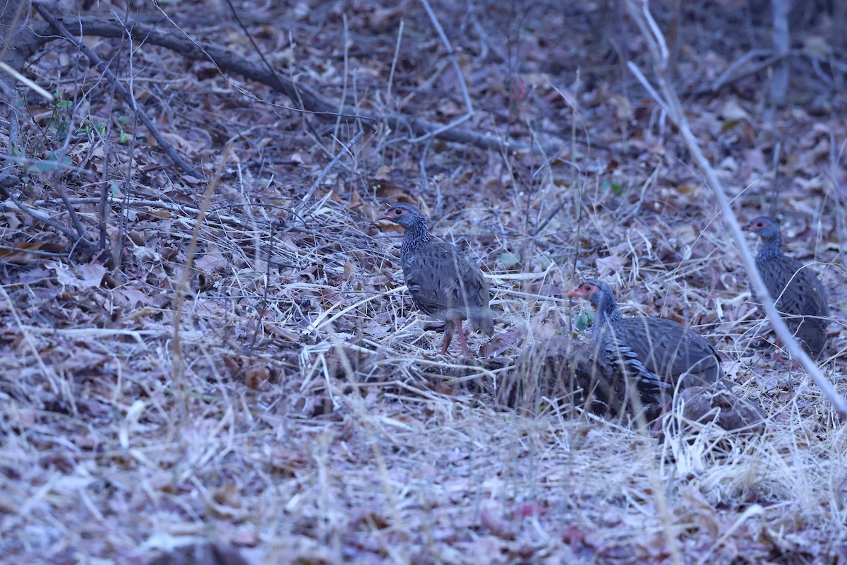 Red-necked Spurfowl - ML646416474