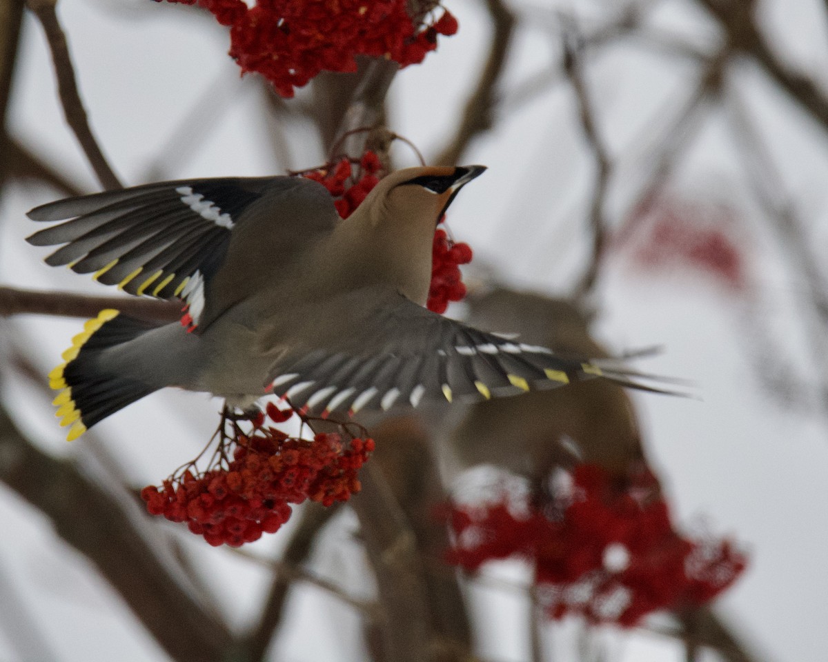 Bohemian Waxwing - ML646416476