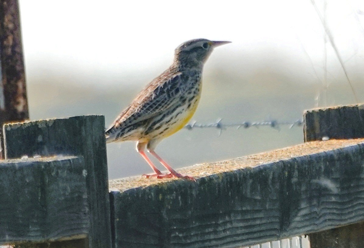 Western Meadowlark - ML646416478