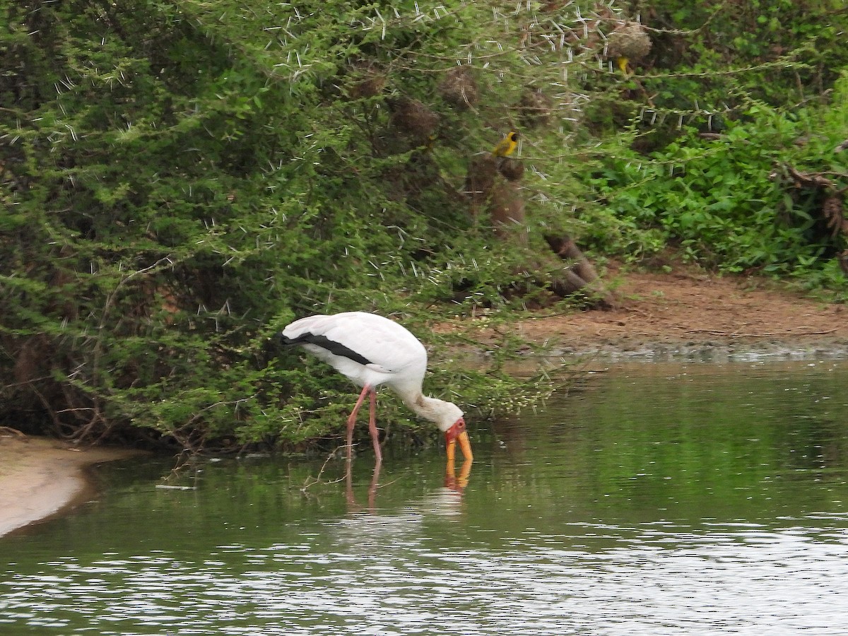 nesyt africký - ML646416481