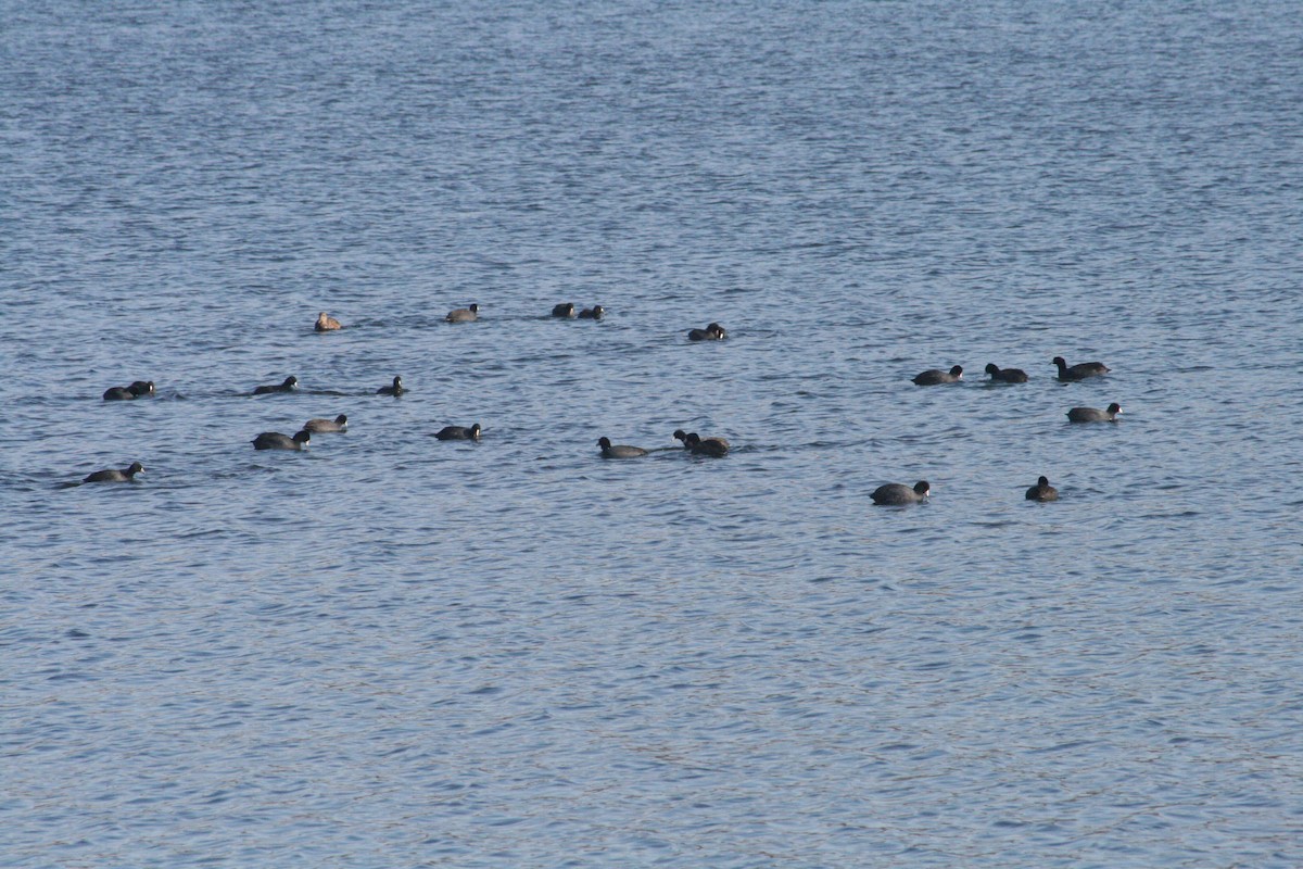 American Coot - ML646416488