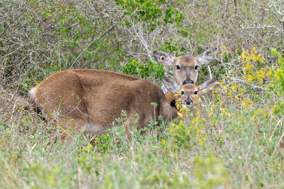 Cervo coda bianca - ML646416489